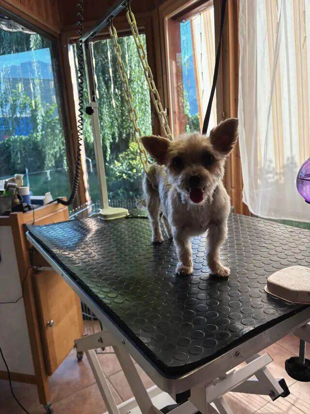 Petit terrier crème, langue sortie, sur la table.
