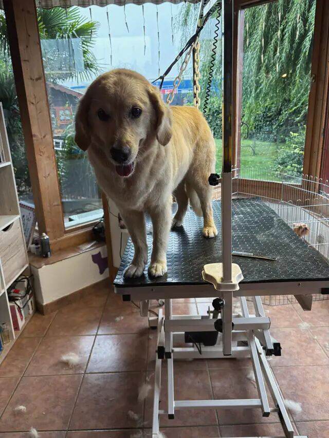 Golden retriever debout sur la table, le jardin visible derrière lui.