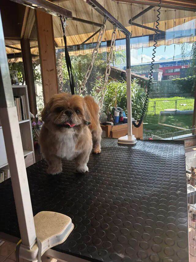 Shih tzu doré, langue sortie, dans la lumière de fin d'après-midi.