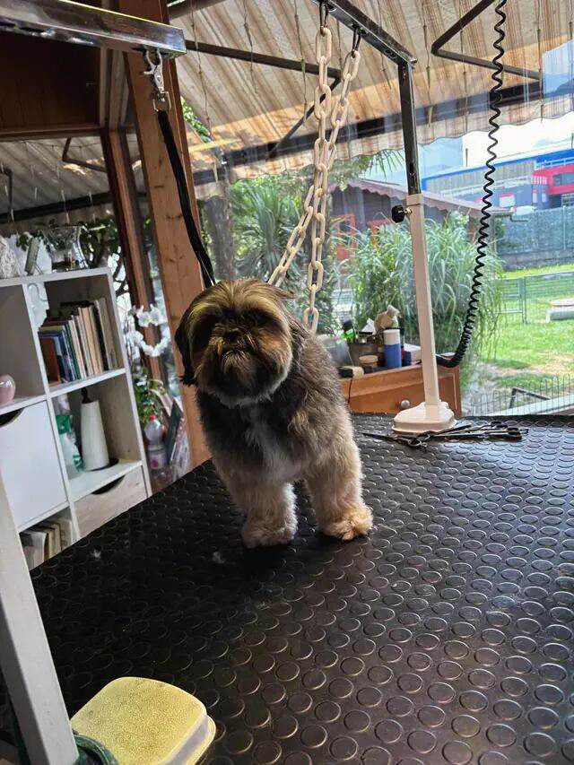 Shih tzu brun fraîchement tondu, debout sur la table.