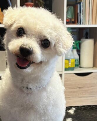 Bichon frisé blanc assis sur la table, des poils coupés autour de lui.